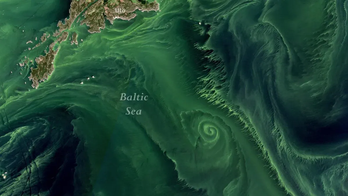 Zakwit glon&oacute;w Morze Bałtyckie