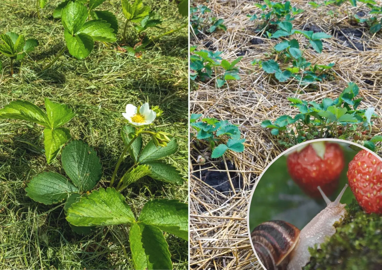 Por&oacute;wnanie ści&oacute;łkowania truskawek: z lewej trawa, z prawej słoma. Ślimak zbliża się do dojrzałych owoc&oacute;w.