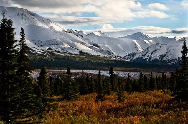 Denali National Park wildlife landscape