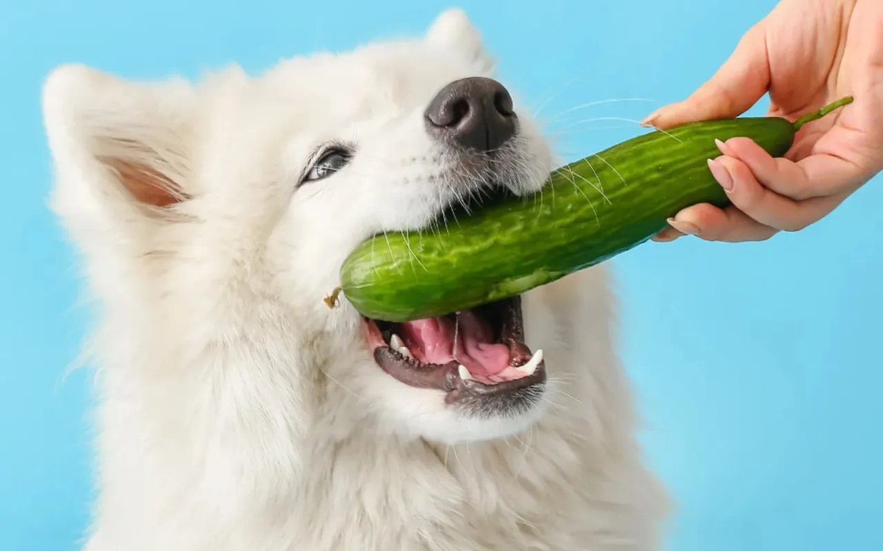 pies jedzący og&oacute;rka