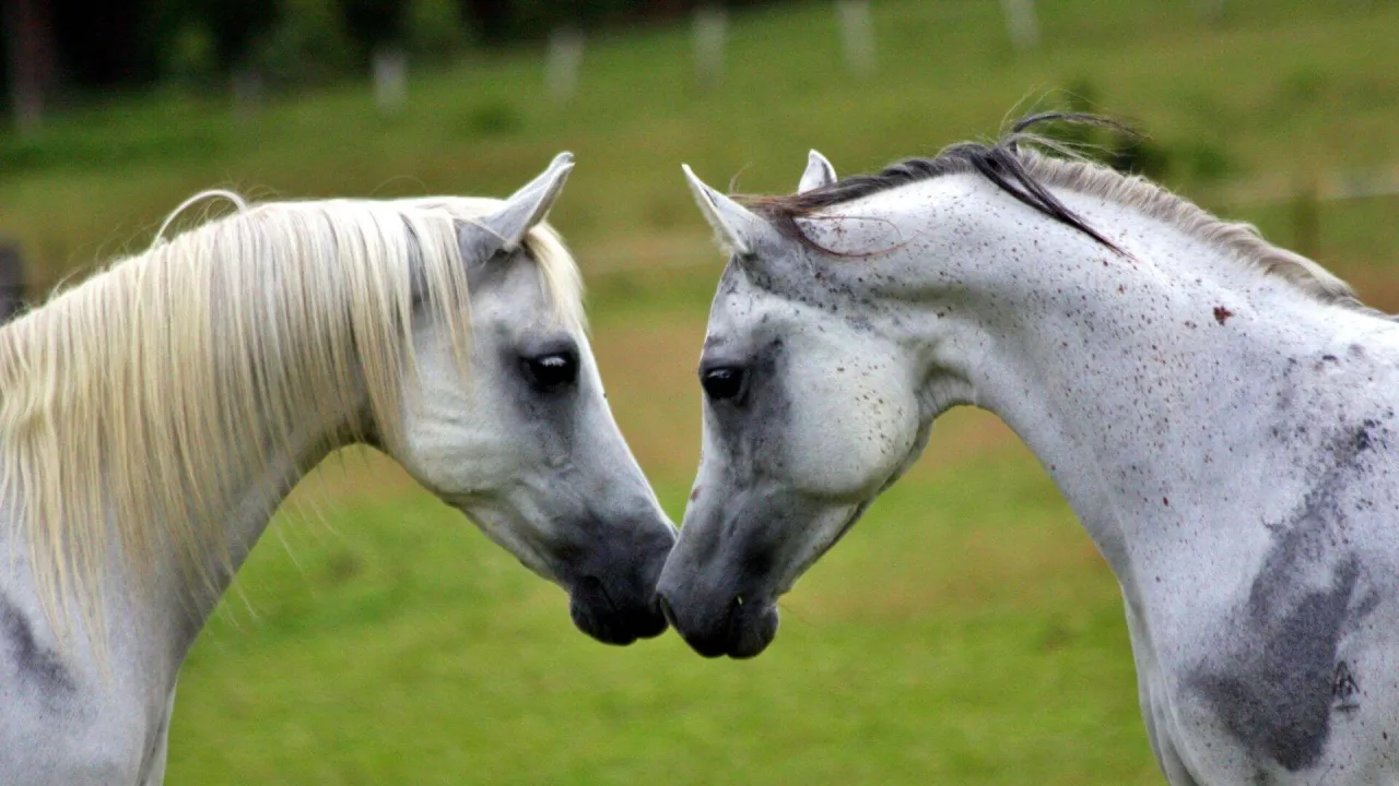 pstry koń symbol zmienności