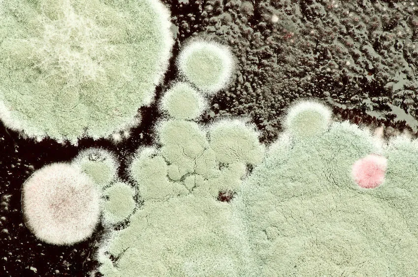 grzyby pleśniowe alergeny