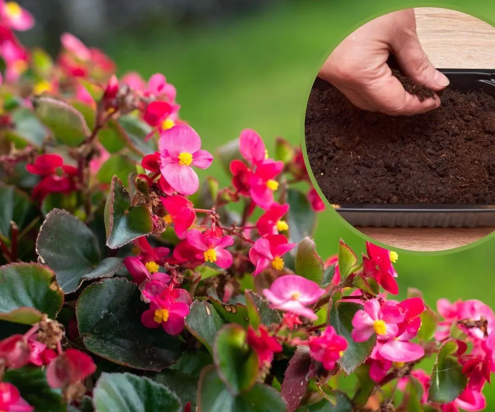 wysiew nasion begonii stale kwitnącej