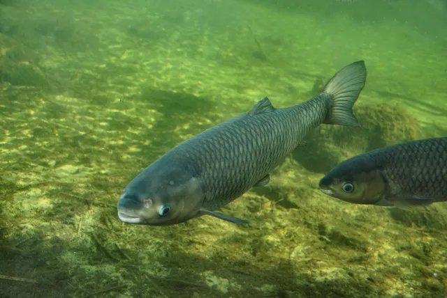 amur biały w wodzie