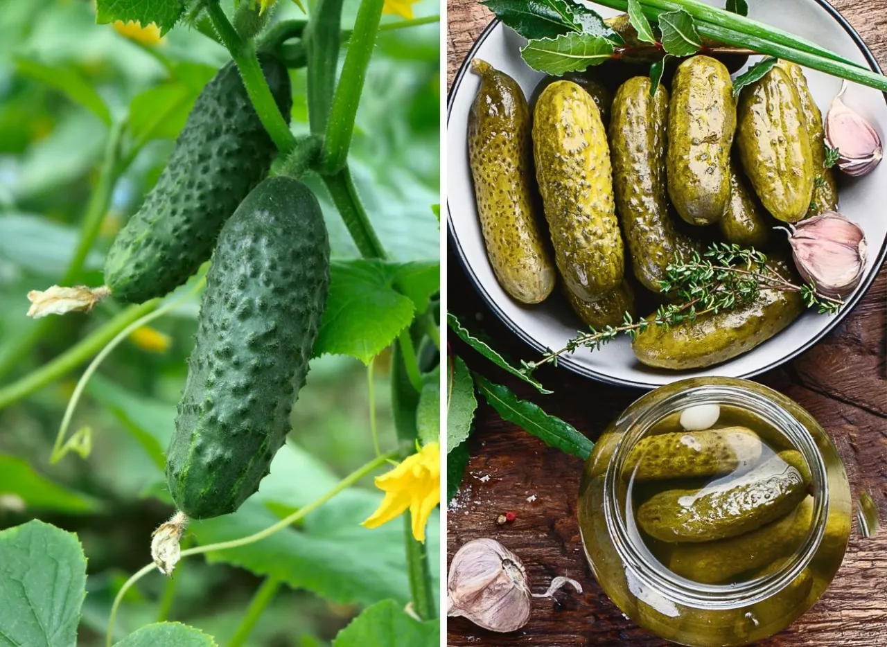 świeże ogórki gruntowe do kiszenia, liście dębu i chrzan