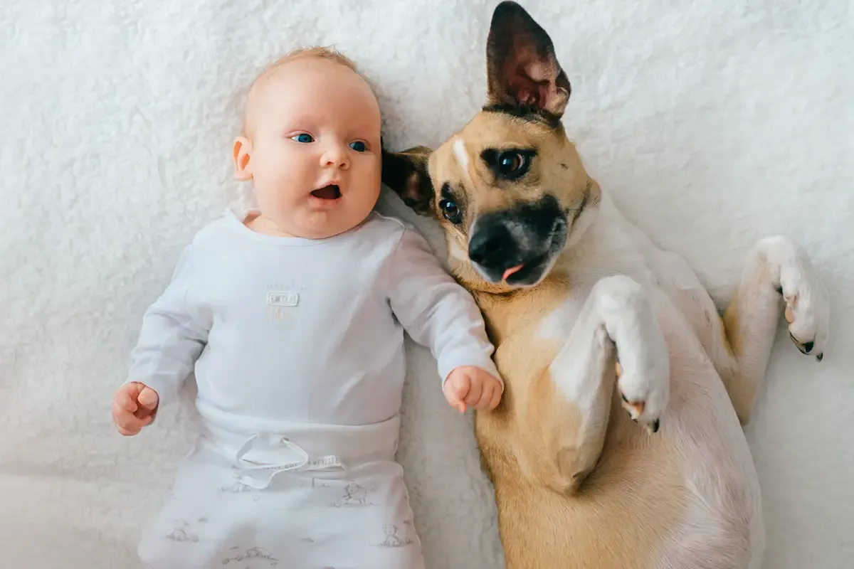 Pies przygotowanie do przyjścia dziecka