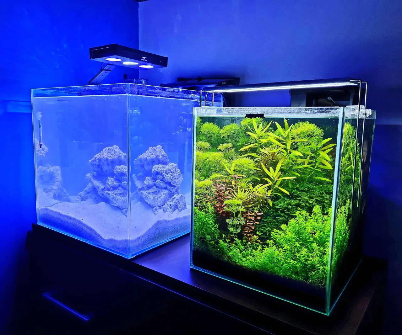 Nano akwarium 25l aranżacja