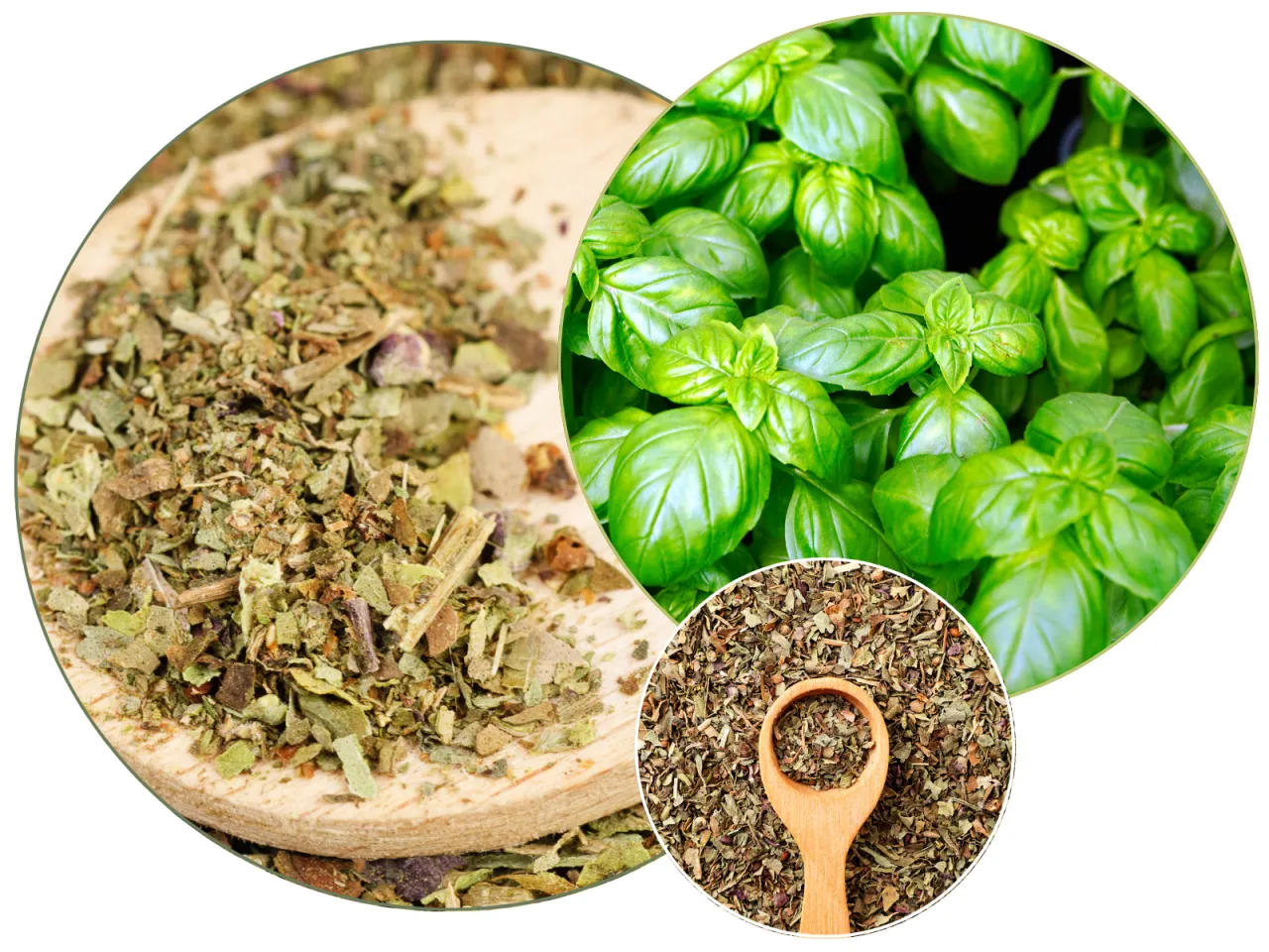 Świeża i suszona bazylia, kt&oacute;ra dodaje aromatu potrawom. Do czego służy bazylia? Do przyprawiania pizzy, sos&oacute;w i sałatek.