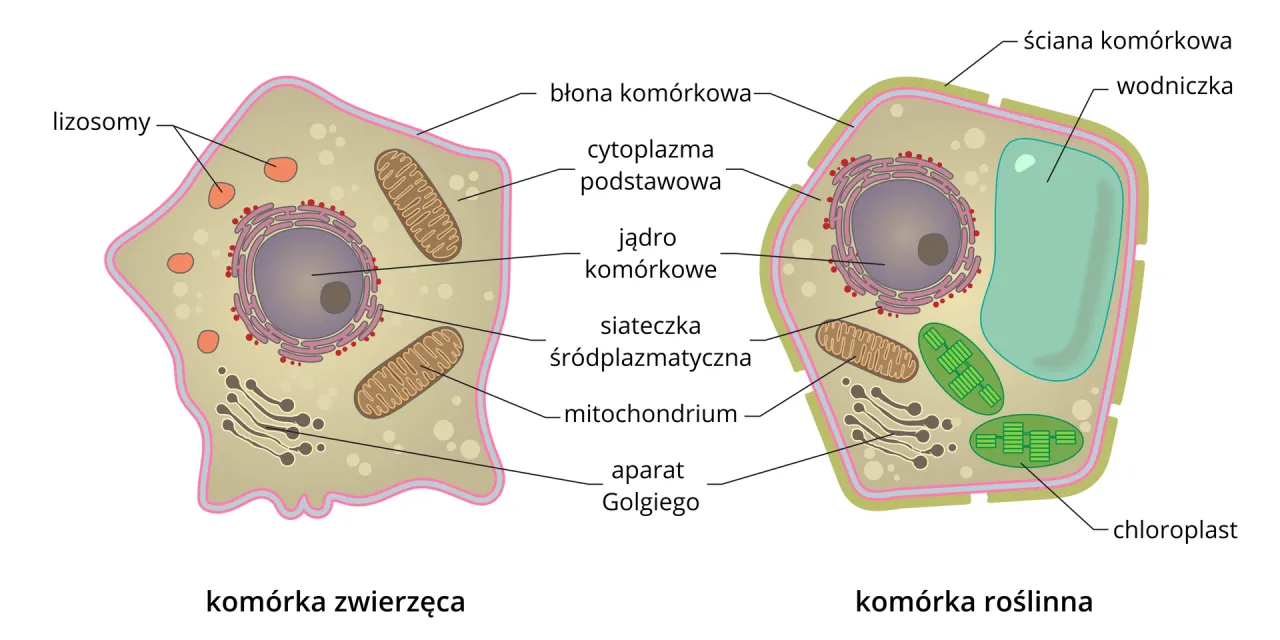 Schemat budowy kom&oacute;rki roślinnej i zwierzęcej