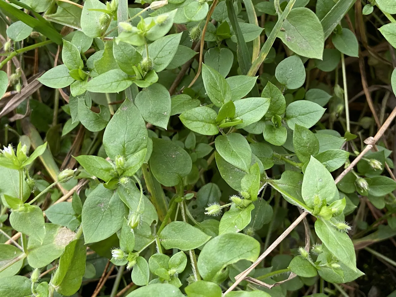 Gwiazdnica pospolita zdjęcia