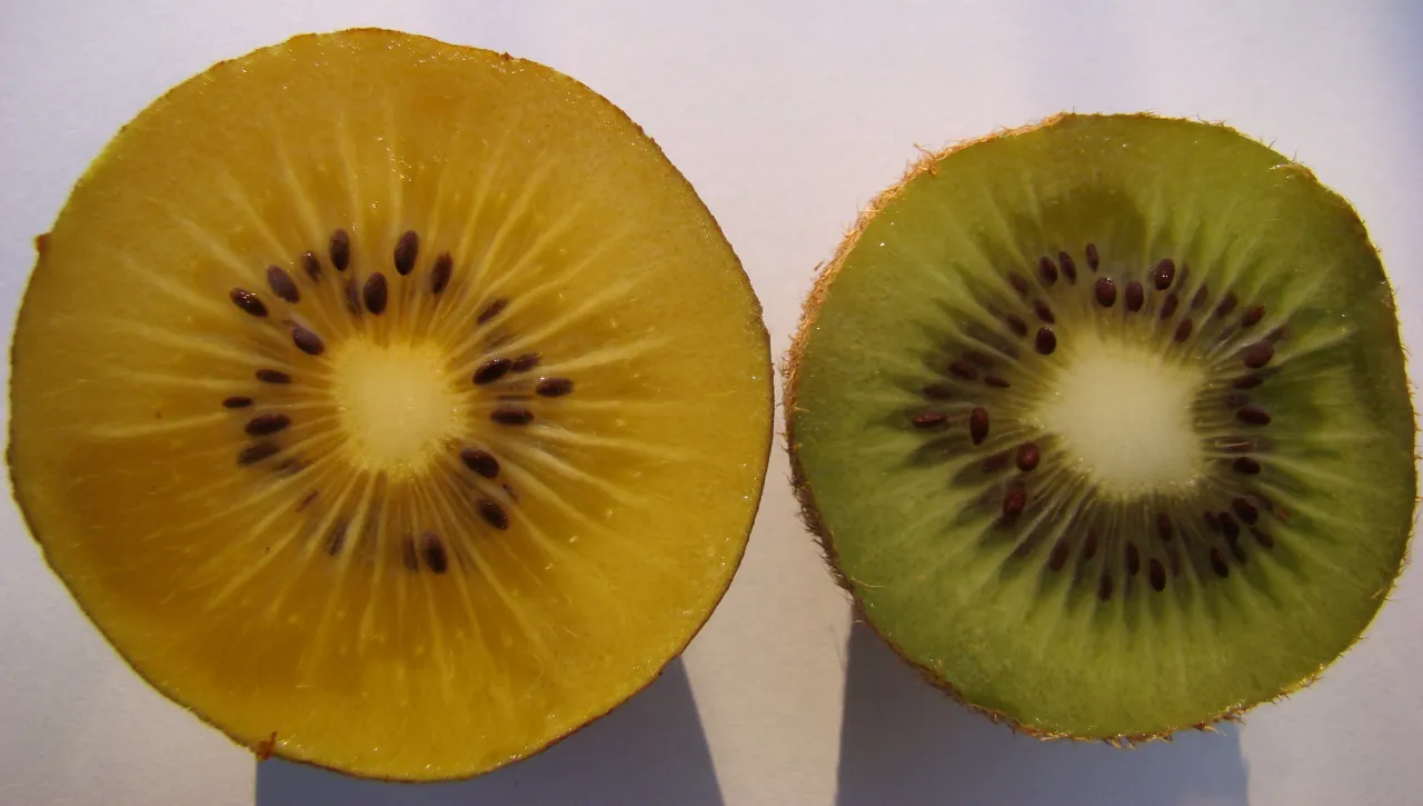 różne odmiany kiwi i przekrojone kiwi