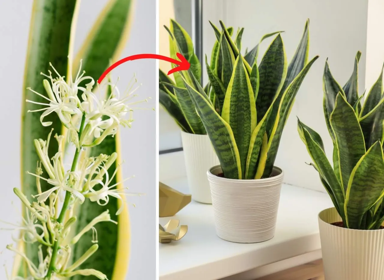 kwitnąca sansewieria gwinejska