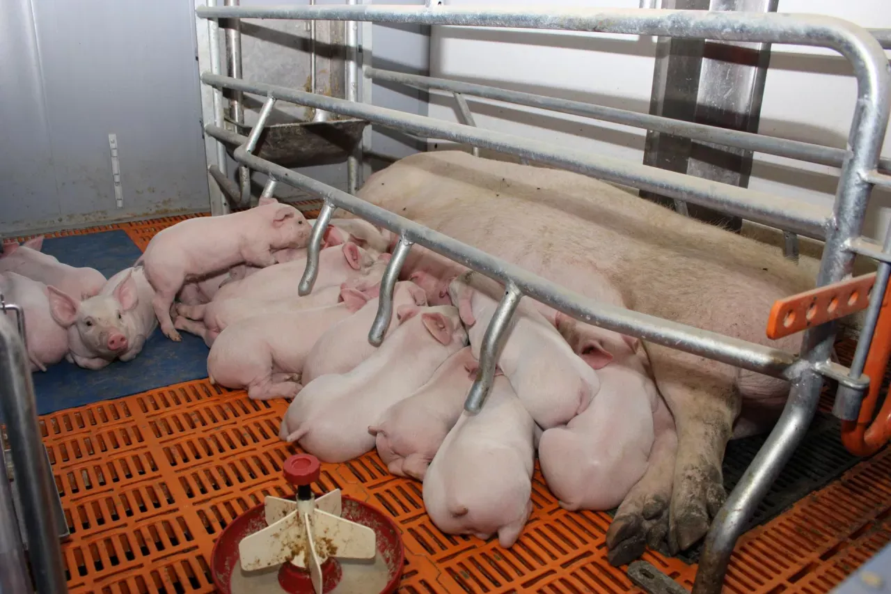 Wiele prosiąt przy matce, które mogą być przykładem dawki pokarmowej dla świń.