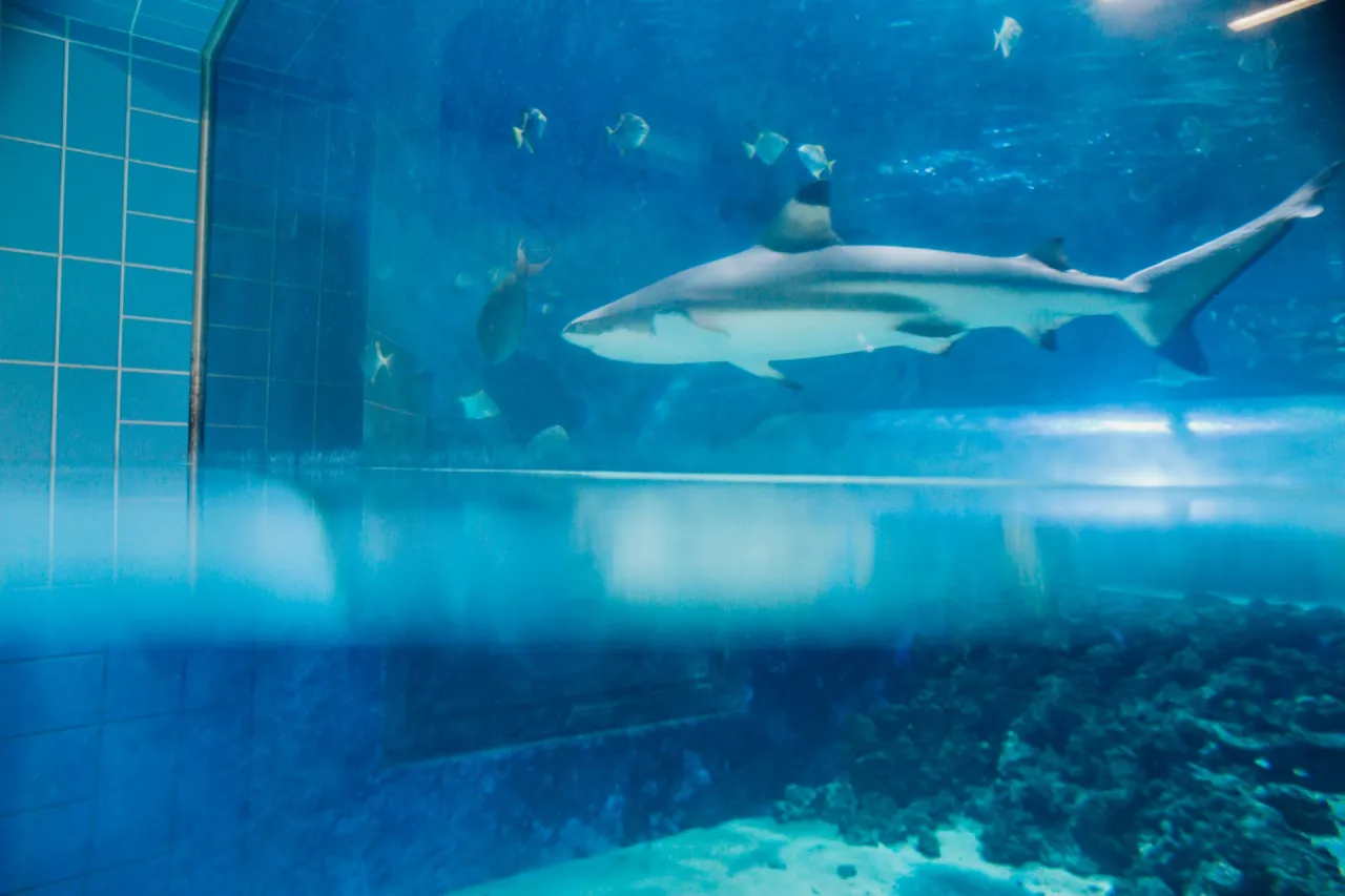 Aquapark Reda z rekinami