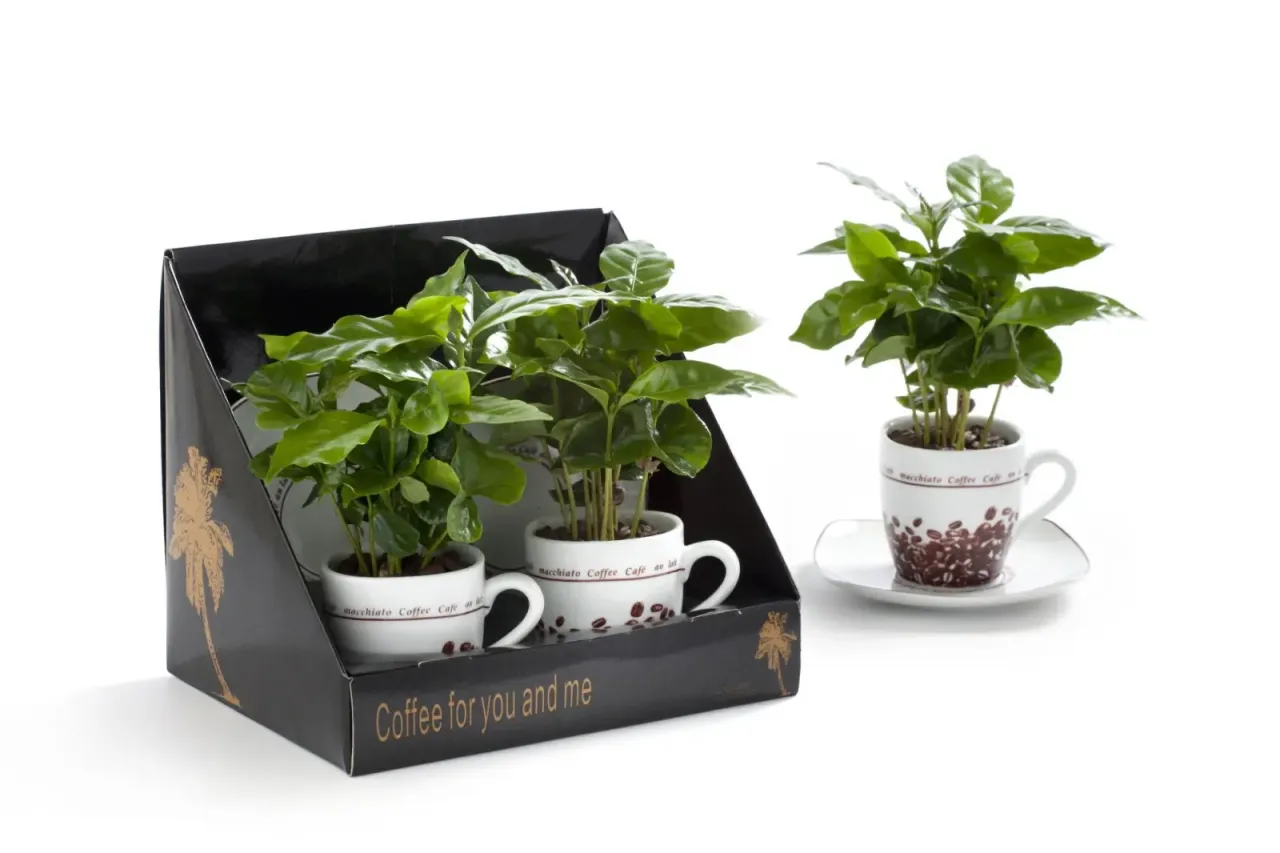 pielęgnacja kawy w doniczce