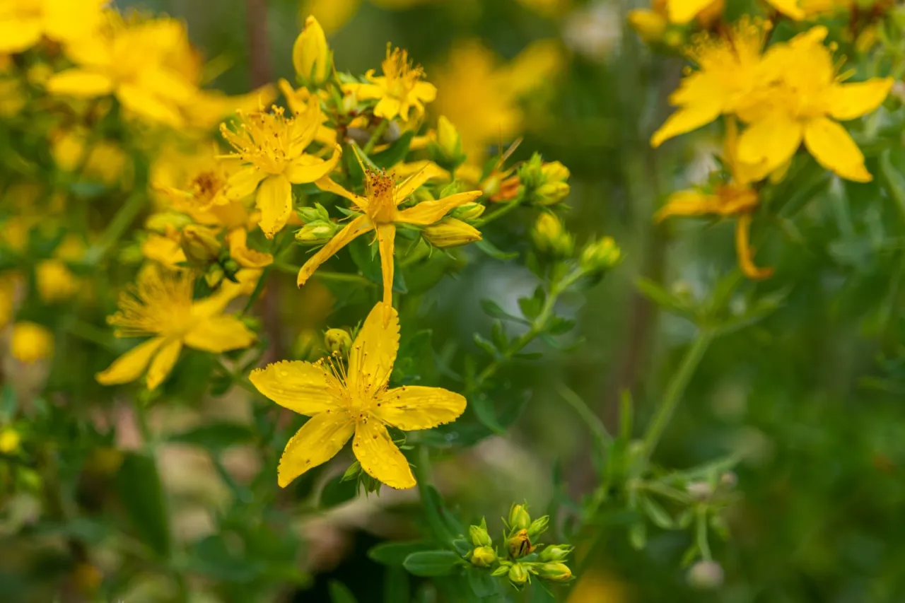 Dziurawiec kwitnący