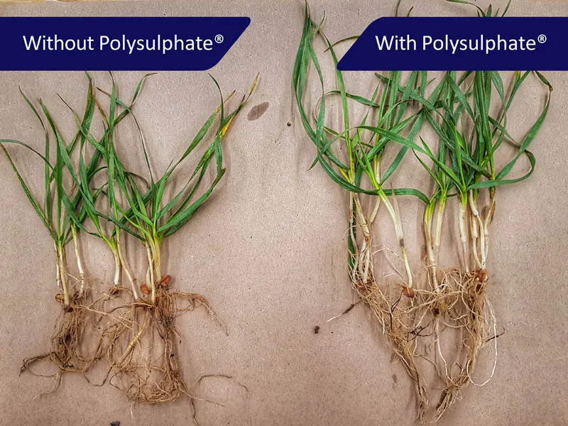 Chlor w glebie i jego wpływ na rośliny
