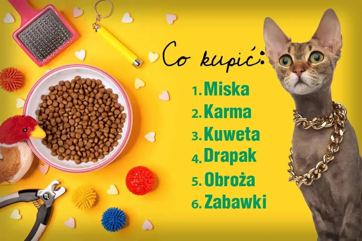 Wyprawka dla kociaka lista
