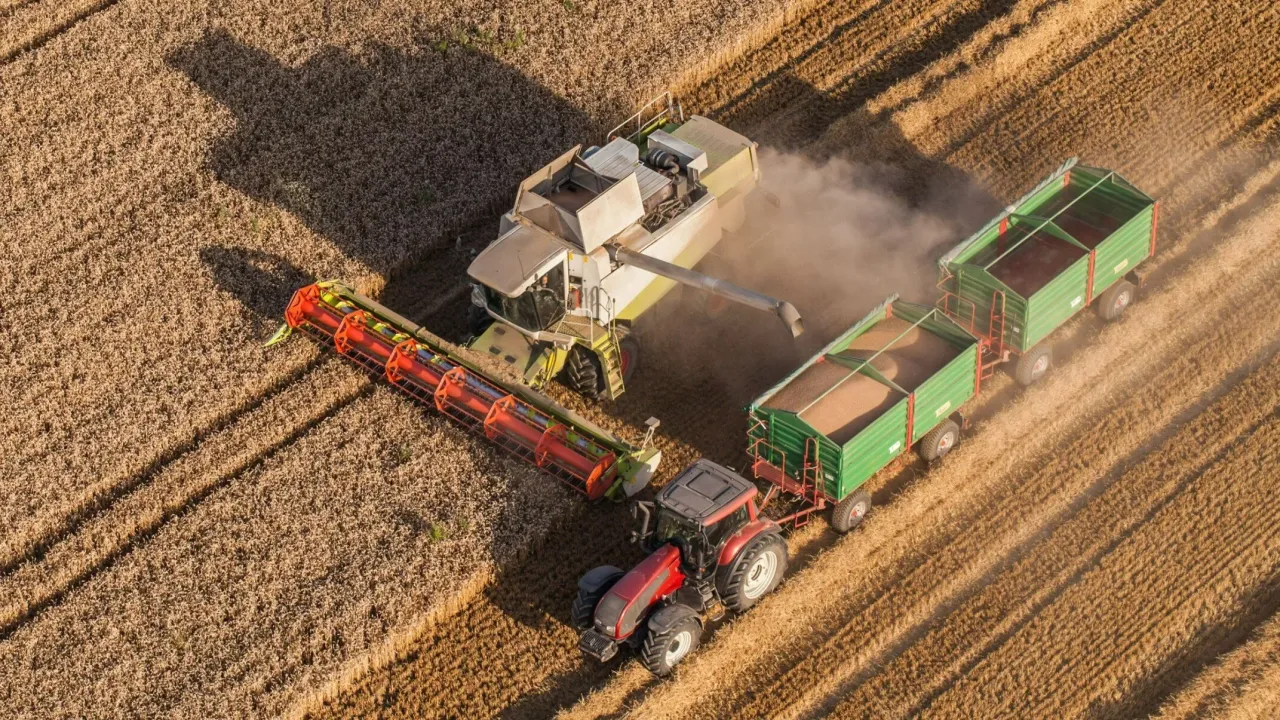 Kombajn zbiera zboże, a traktor z przyczepami czeka na załadunek. Ciężka praca rolników, która wpływa na wiek emerytalny rolników.
