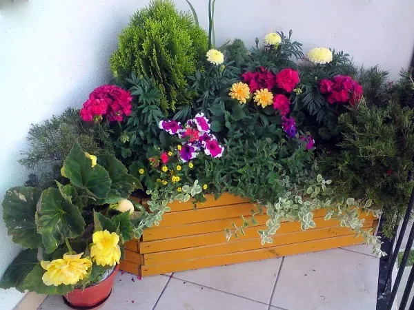 kwiaty na słoneczny taras kompozycje