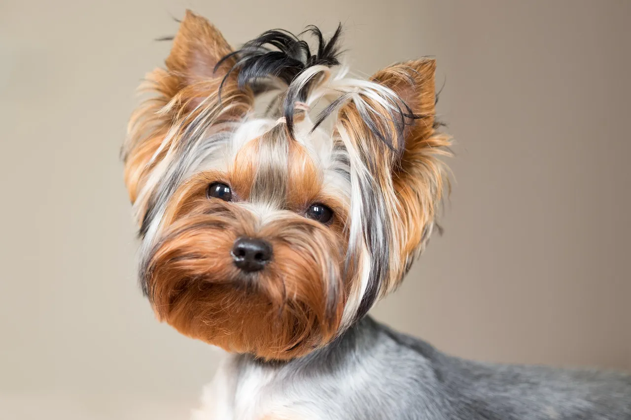 Yorkshire terrier kaszlący