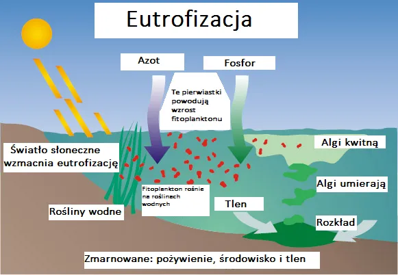 Schemat procesu eutrofizacji wody