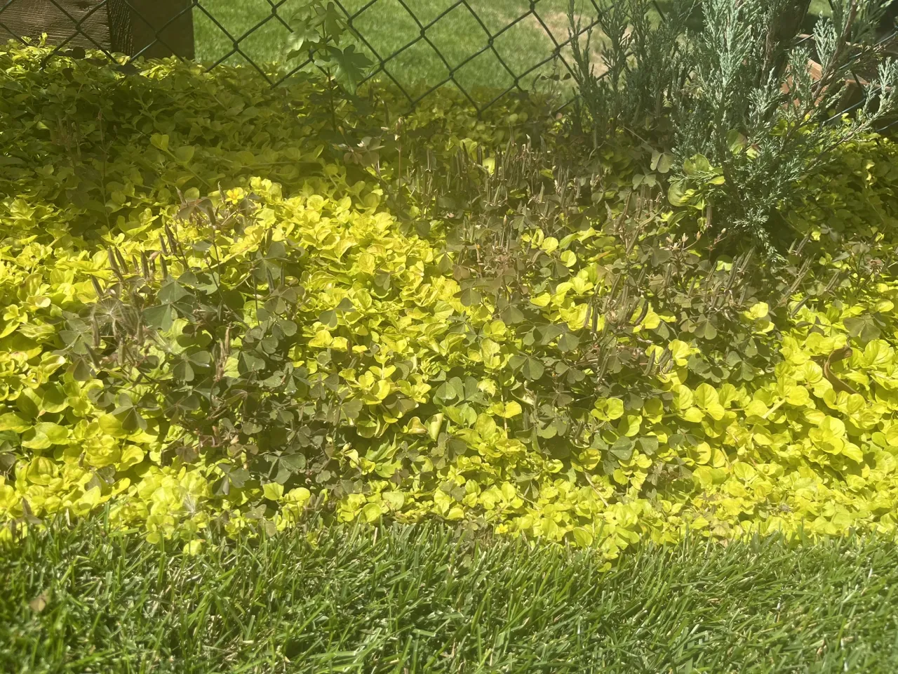 ż&oacute;łte chwasty w ogrodzie, mniszek jaskier starzec