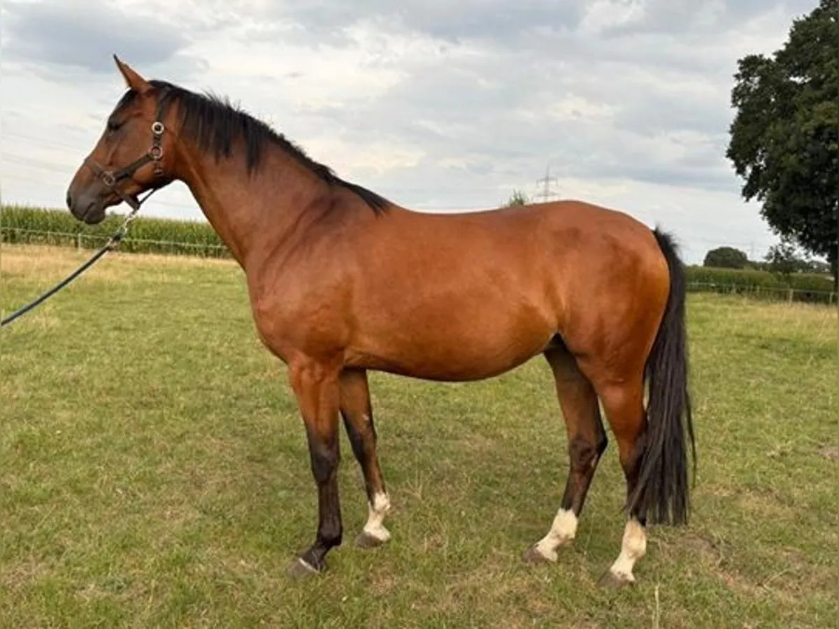 Klacz koń terminologia