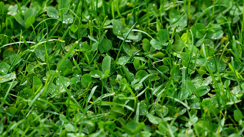 Pielenie czerwonej koniczyny w trawniku