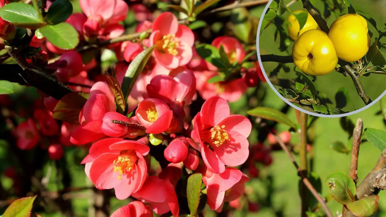 Kwiaty pigwowca w odcieniach r&oacute;żu i czerwieni, a w okienku ż&oacute;łte owoce. Ta roślina pięknie wygląda na każdej ziemi.