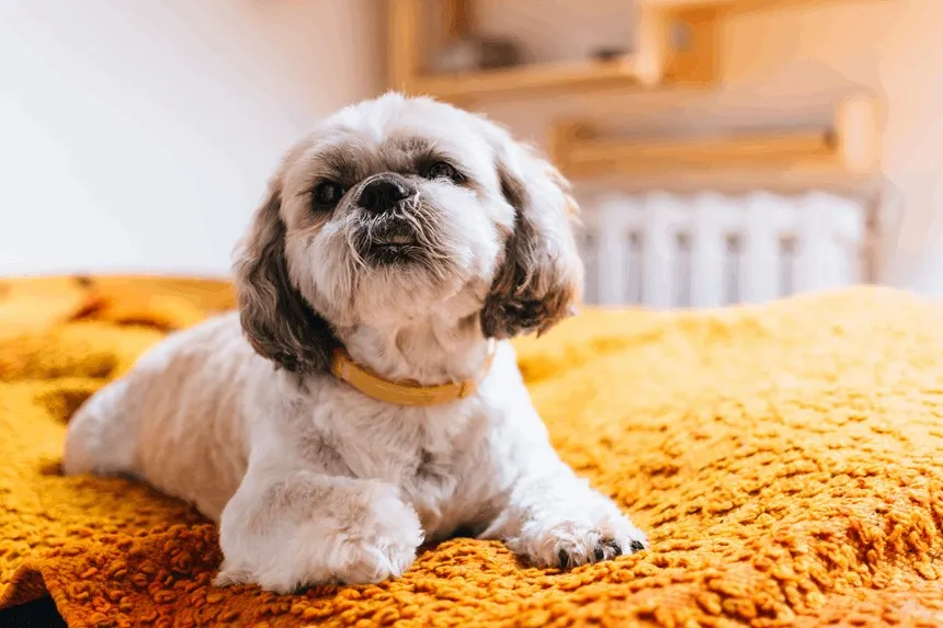 Zdrowa suka shih tzu w dobrej kondycji