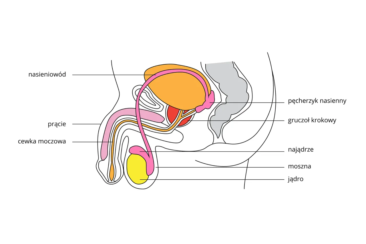 Anatomia męskiego układu rozrodczego