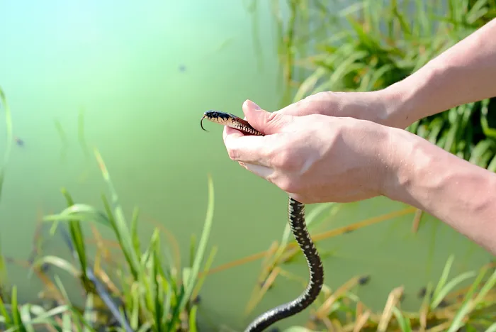 zaskroniec w środowisku wodnym