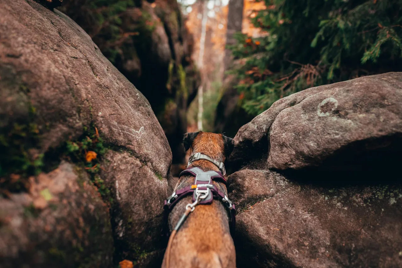 Pies na szlaku w Górach Stołowych