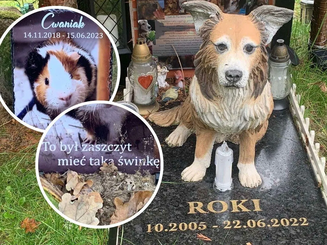 pies asystujący na cmentarzu