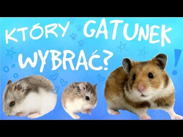 różne gatunki chomików porównanie