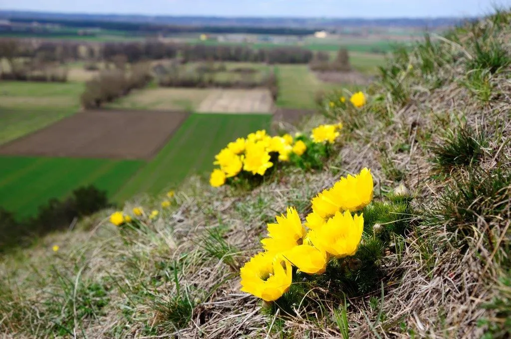 Wyżyna Lubelska miłek wiosenny
