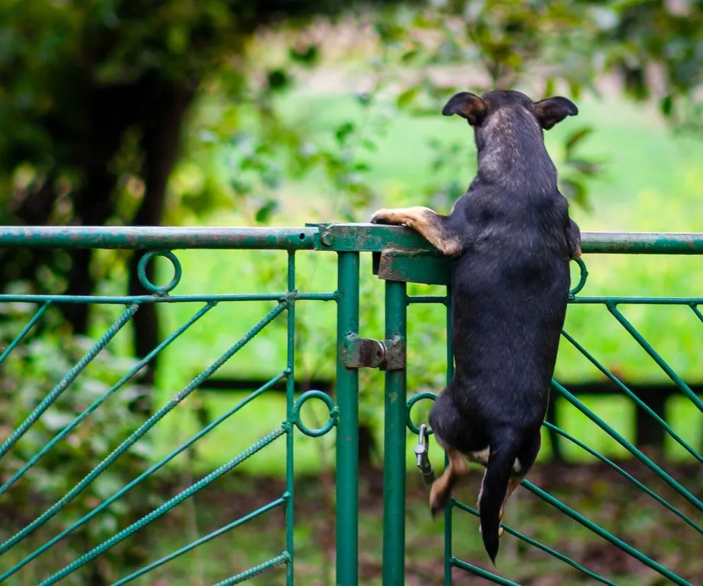 zabezpieczenia ogrodzenia przed psem podkopującym