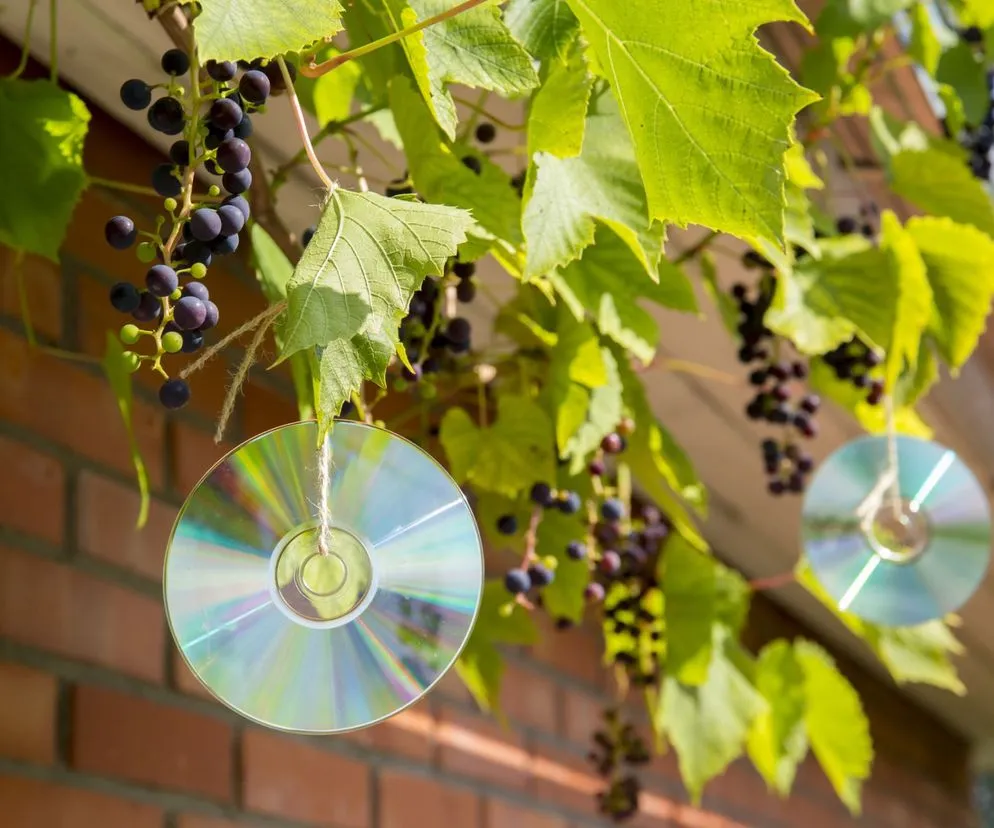 odstraszacz srok płyty CD folia aluminiowa