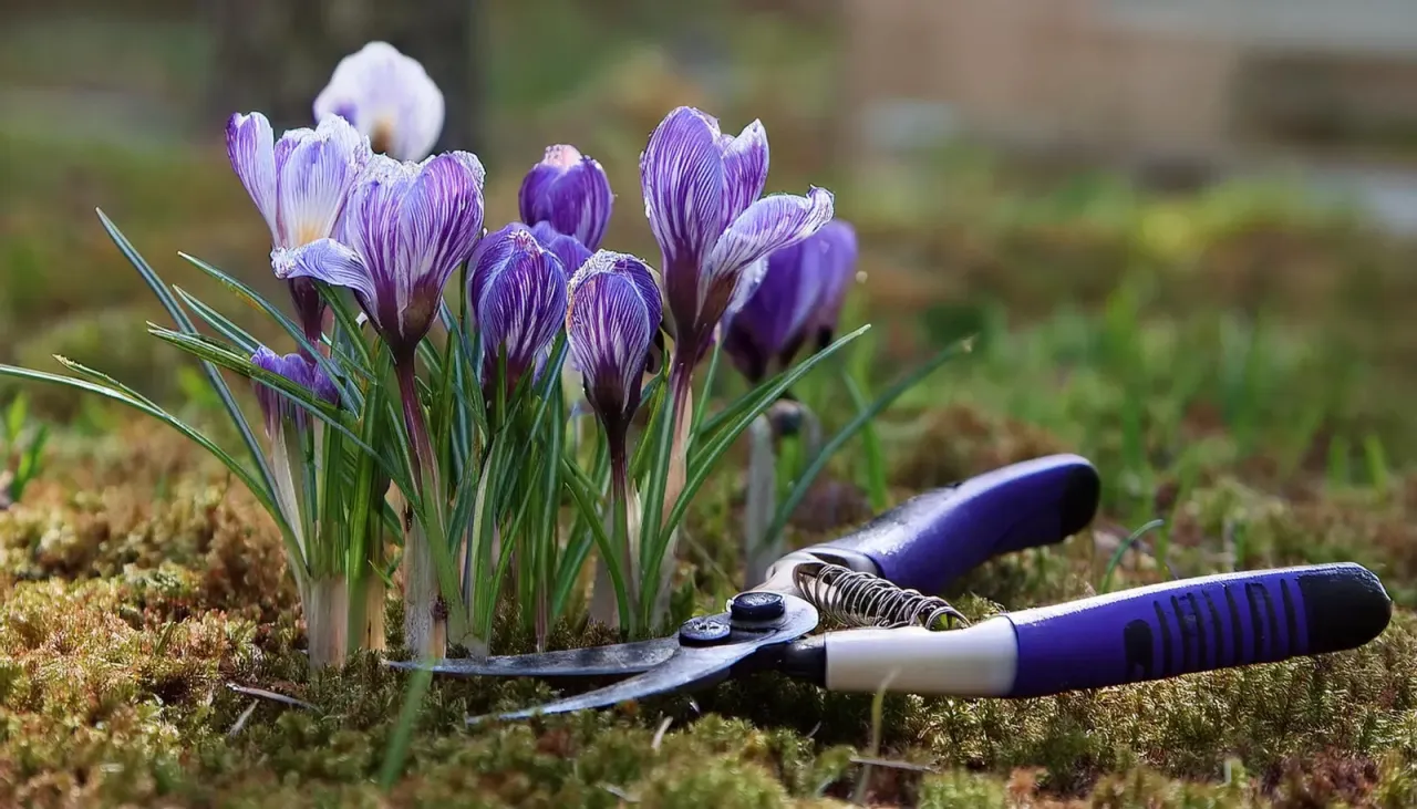 pielęgnacja krokus&oacute;w po kwitnieniu