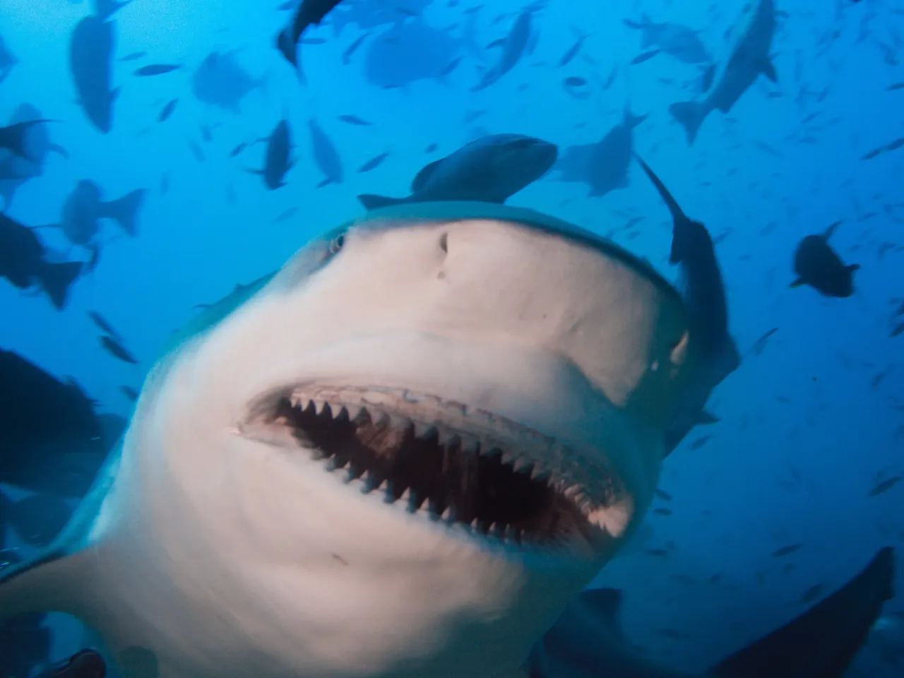 Afrykarium Wrocław tunel podwodny