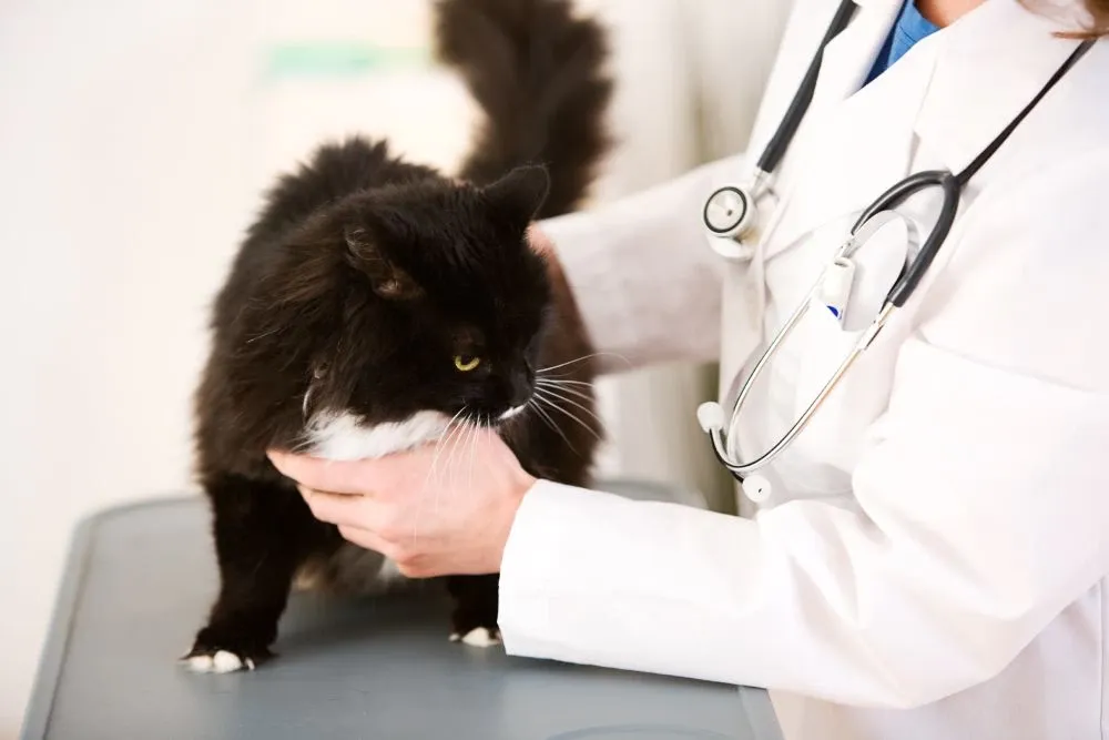 Kotka podczas badania u weterynarza