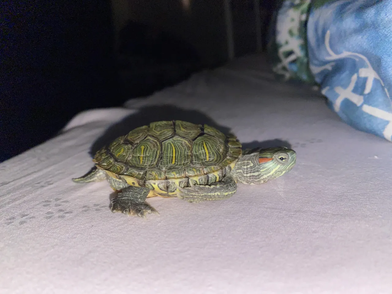 żółw czerwonolicy zdrowy pancerz vs chory MBD