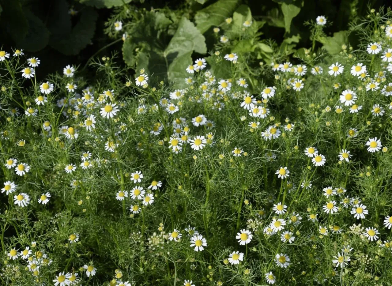 prawdziwy rumianek pospolity w ogrodzie