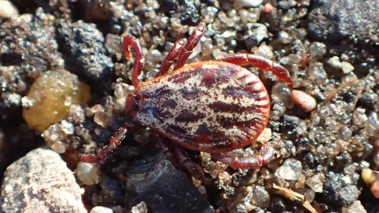 r&oacute;żne siedliska kleszczy w Polsce