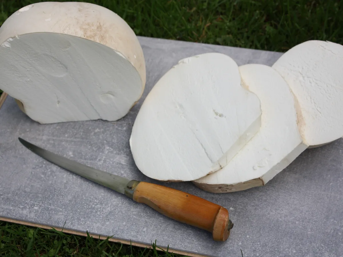 Pokrojona czasznica olbrzymia, gotowa do przygotowania. Jej biały miąższ i ciekawe właściwości sprawiają, że jest cenionym grzybem.