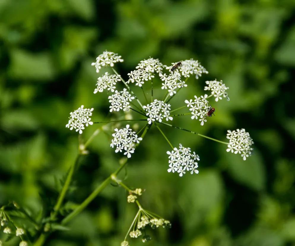 Szalej jadowity wygląd kłącze kwiaty