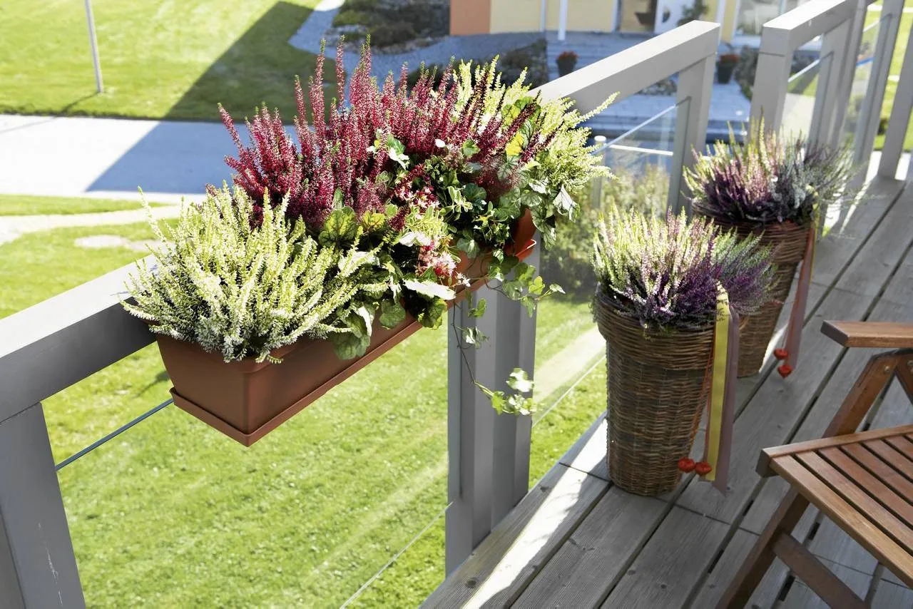 Rośliny do kompozycji z wrzosami