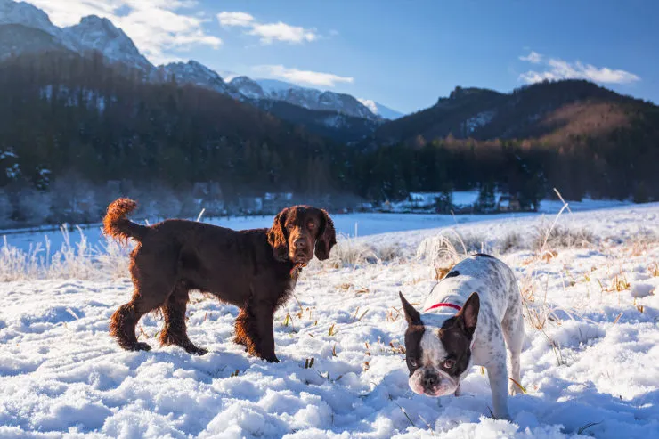 Morskie Oko z psem zakaz