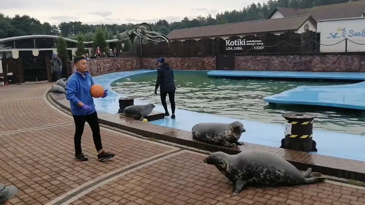 Sea Park Sarbsk foka pokaz